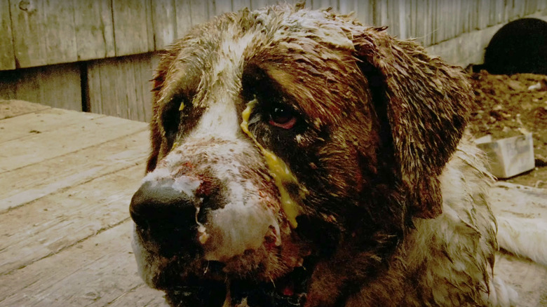 A dirty Cujo sits on a deck in Cujo