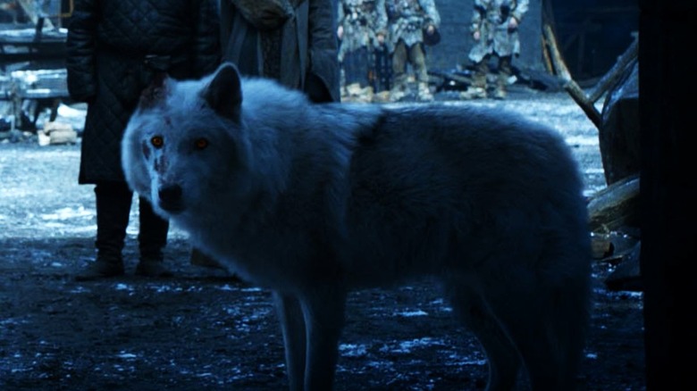 Ghost white direwolf outside 