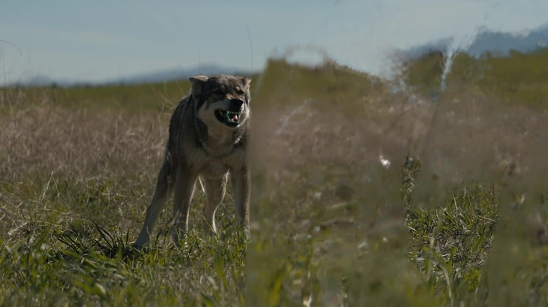 Wolf facing the Feral Predator in Prey