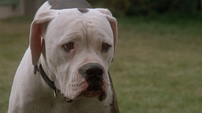 Chance the dog looks sad in Homeward Bound: The Incredible Journey