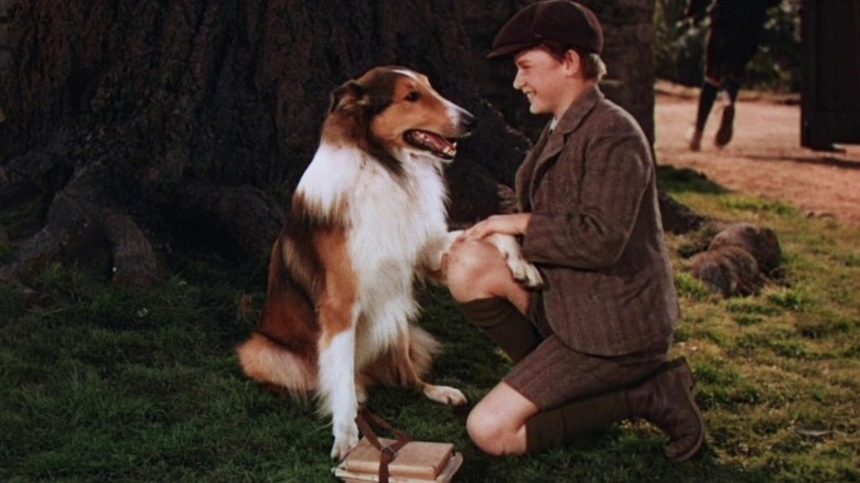 Lassie holding paw in hand with Joe, played by Roddy McDowall, in Lassie Come Home