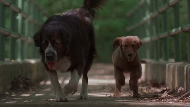 two dogs crossing a foot bridge in Fluke