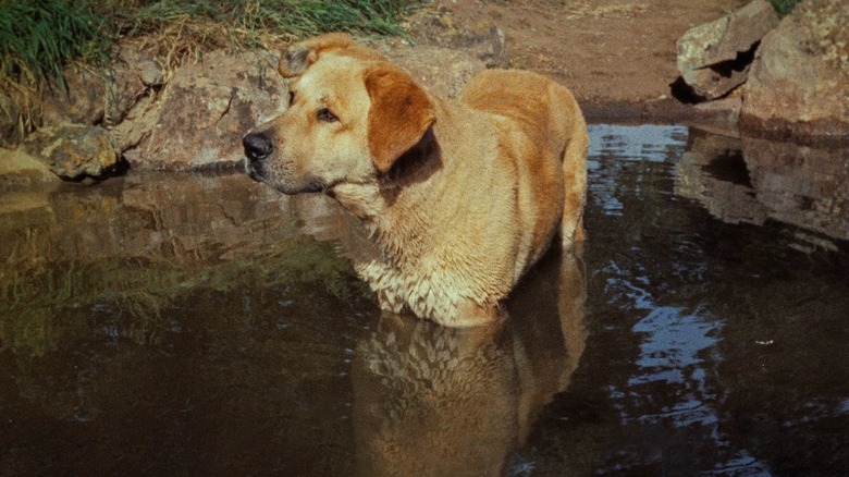 Old Yeller cooling off in Old Yeller