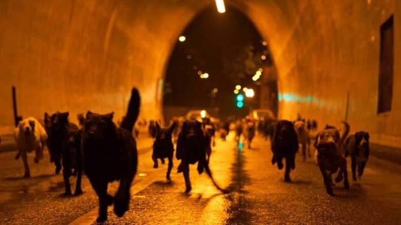 hundreds of dogs running through a city tunnel in White God