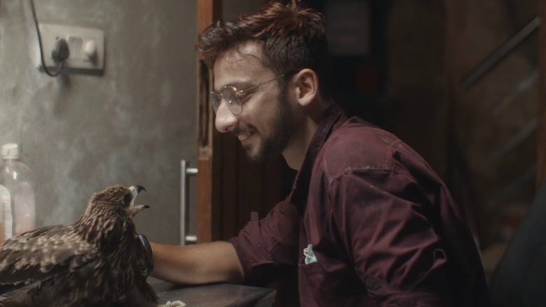 Animal conservationist smiles down at a black kite with its beak open