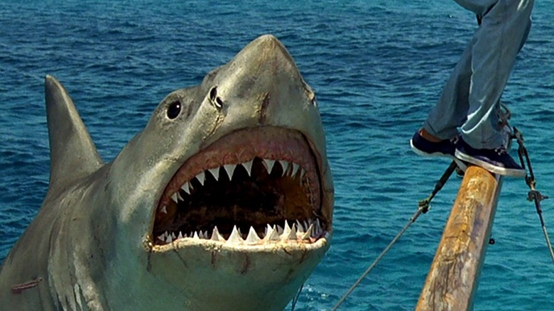 shark attacks Jaws: The Revenge