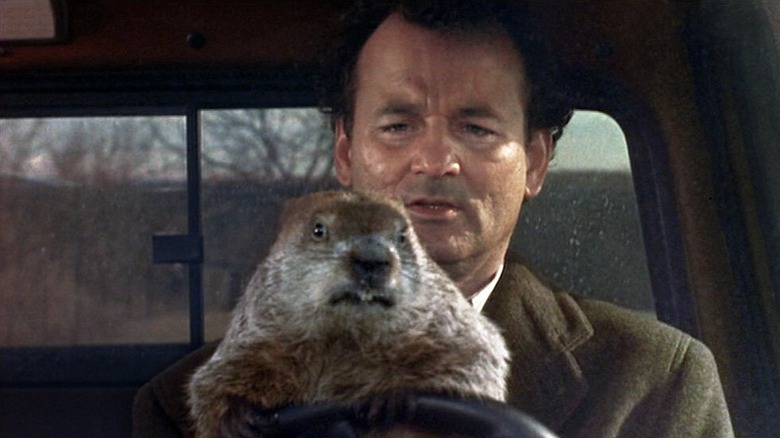 Phil and groundhog driving car