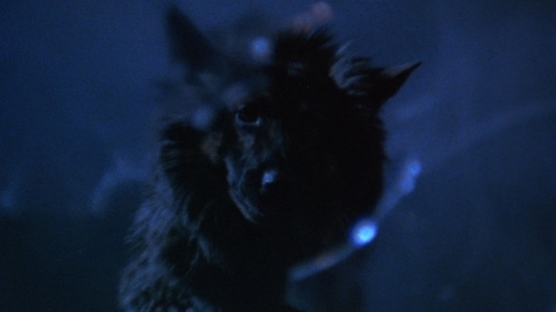 27 Best Werewolf Movies Ever