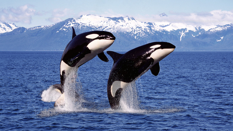 Two orcas