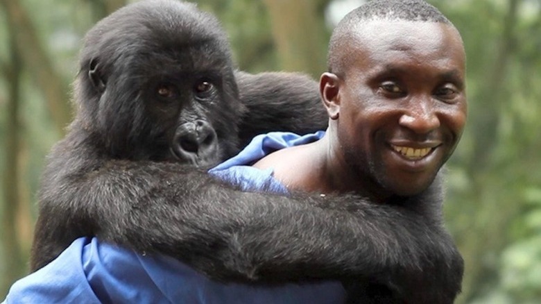 man smiling with gorilla