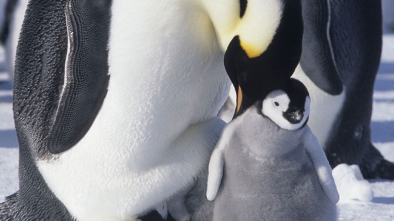 Adult penguin nuzzles baby penguin