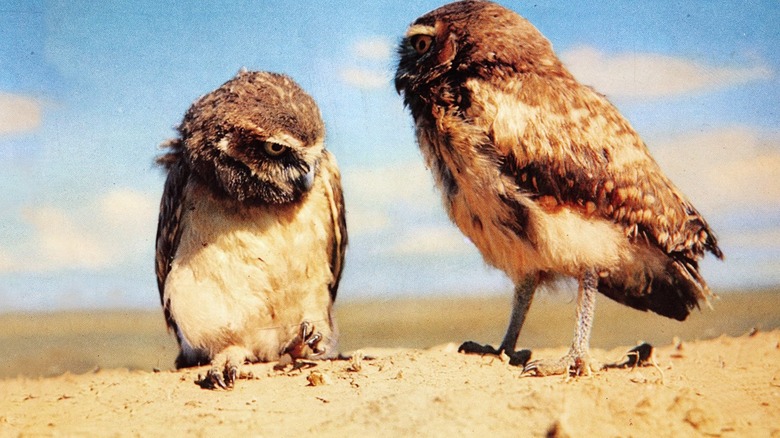 Two owls, standing out in the desert.