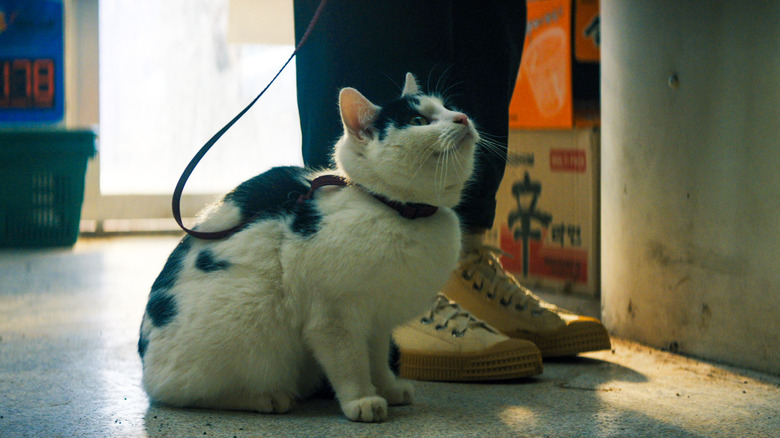 Um lugar tranquilo, primeiro dia, gato de bodega