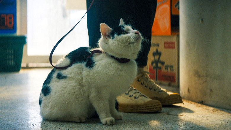 Frodo, o gato em Um Lugar Silencioso: Primeiro Dia