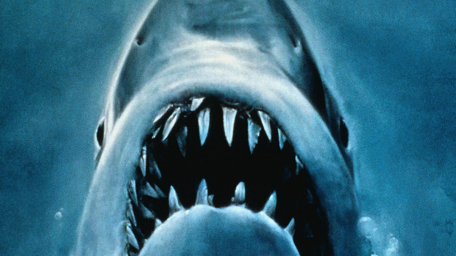 All The Trouble That Real Sharks Caused The Jaws Shoot