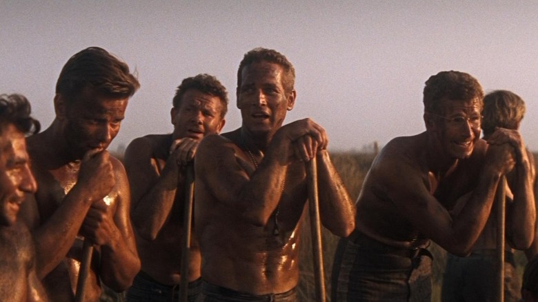 Gangue de corrente Cool Hand Luke