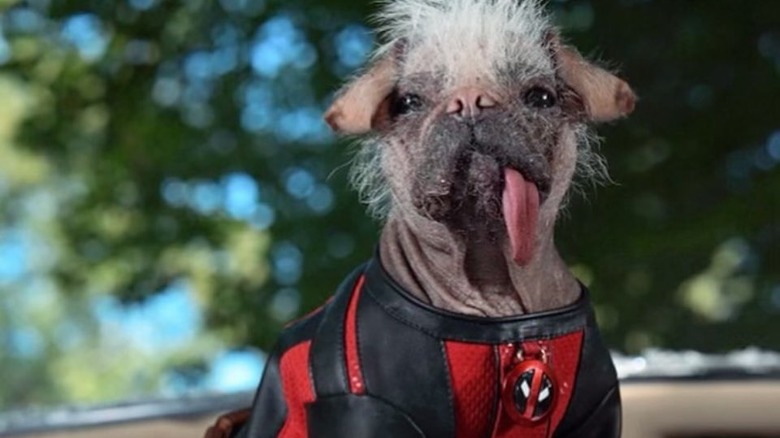 Deadpool's Beloved Pet, Dogpool, Is Played By Britain's Ugliest Dog