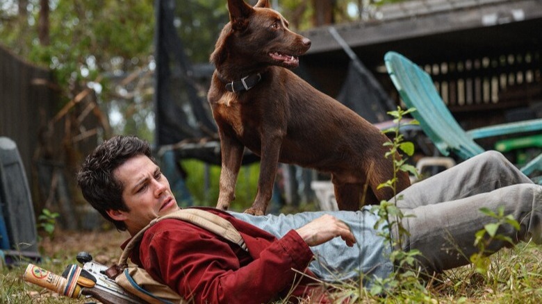 Dog standing on laying man