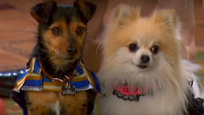 Scamp and Ivana the dogs on The Suite Life of Zack and Cody