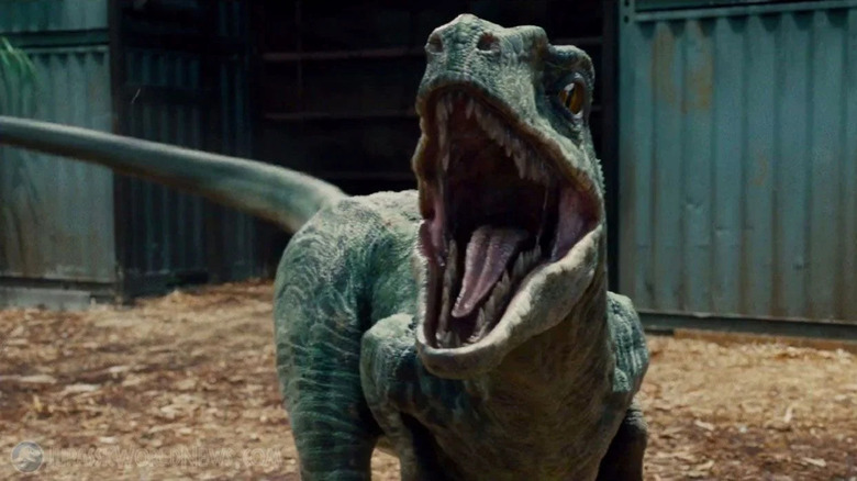 Blue in "Jurassic World"