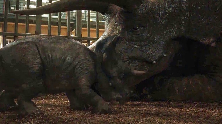 Triceratops in "Jurassic World: Fallen Kingdom"