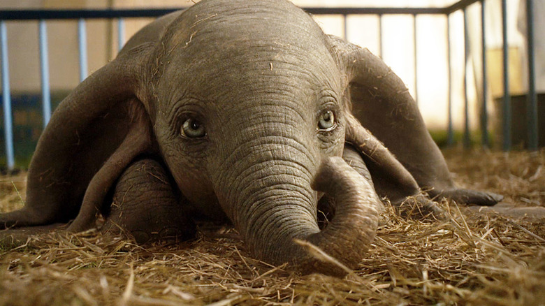 Baby Dumbo laying in cage in Dumbo