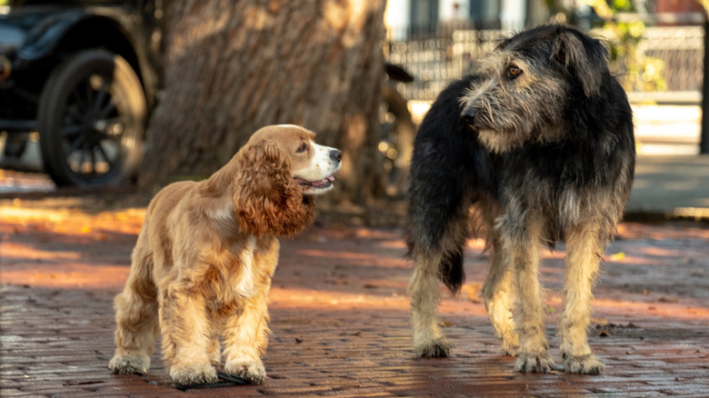 Lady and the Tramp looking at each other in Lady and the Tramp