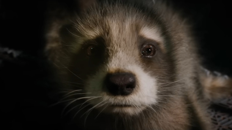 Baby Rocket in Guardians of the Galaxy Vol. 3