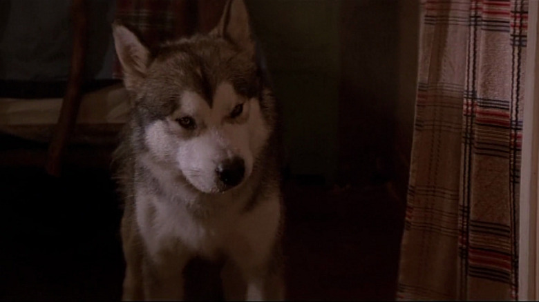 The Lost Boys husky dog