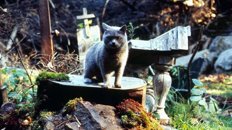 Pet Sematary Church the Cat