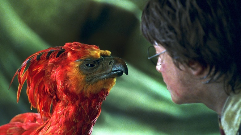 Harry and Fawkes the Phoenix