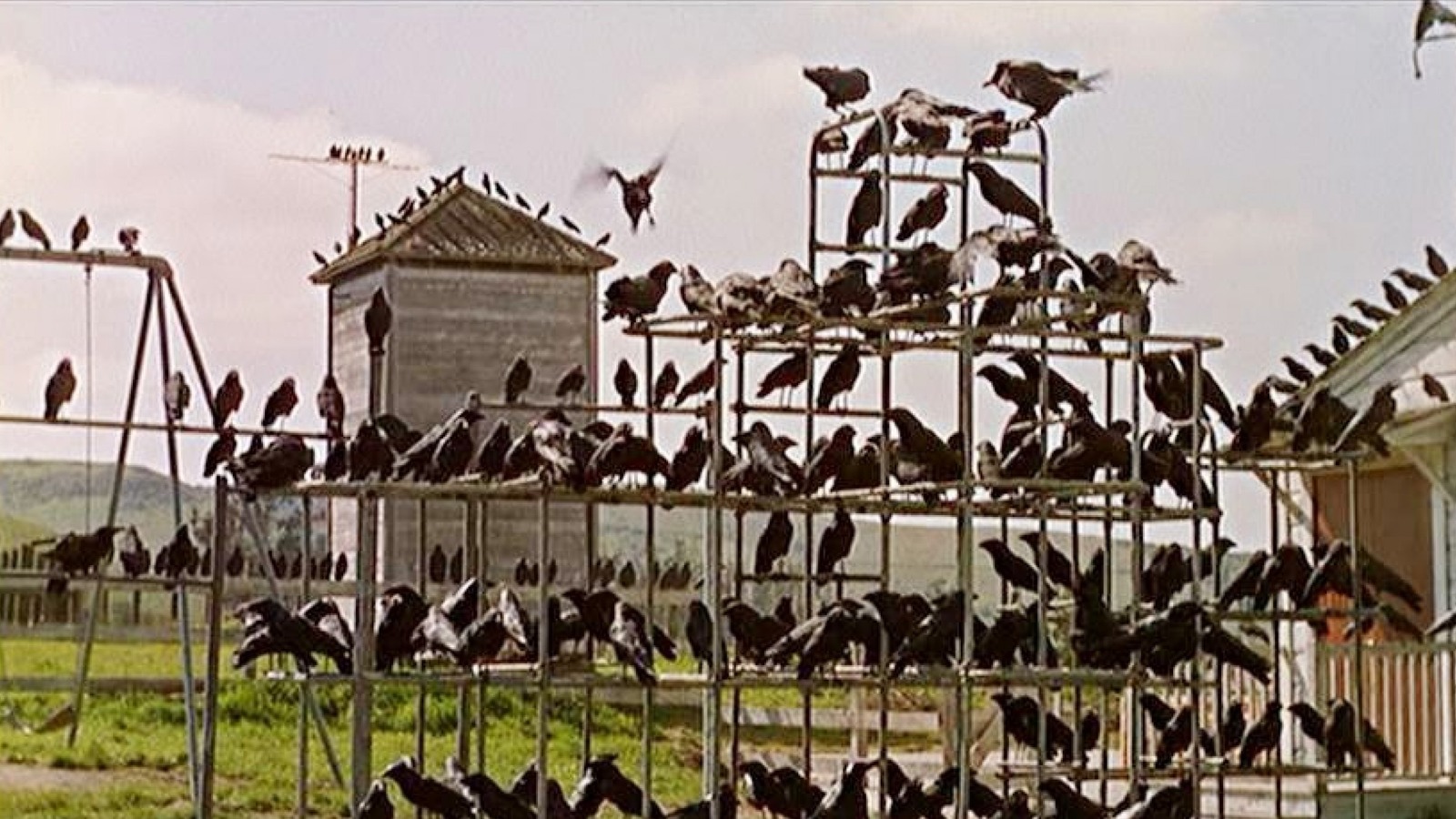 How Alfred Hitchcock Brought The Birds' Titular Terrors To Life