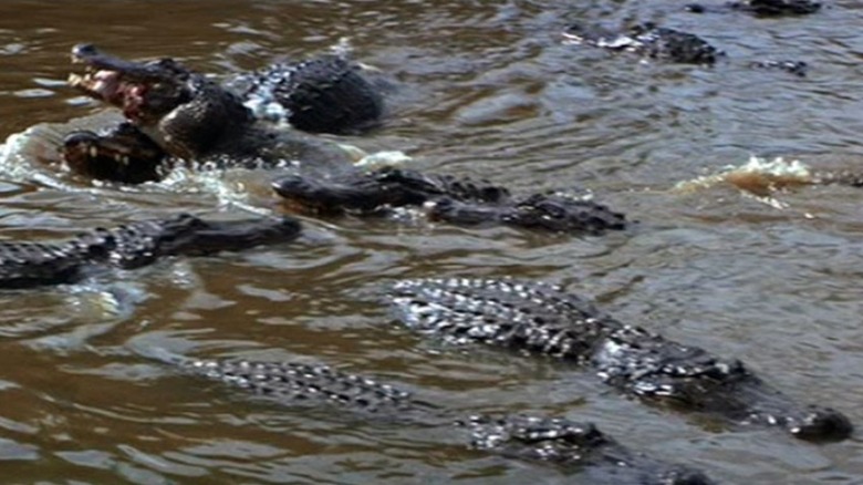 Indiana Jones and the Temple of Doom alligators