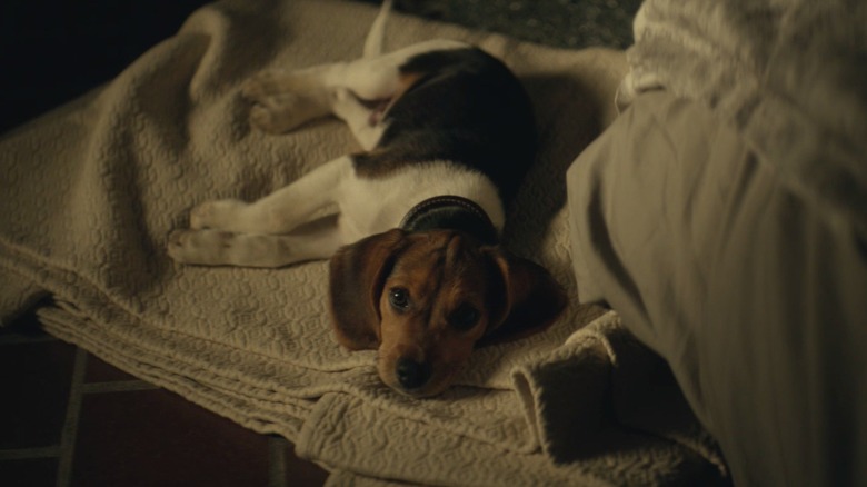 Daisy, a cachorrinha deitada no cobertor John Wick