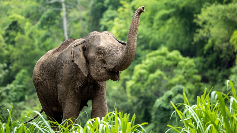 Baby elephant