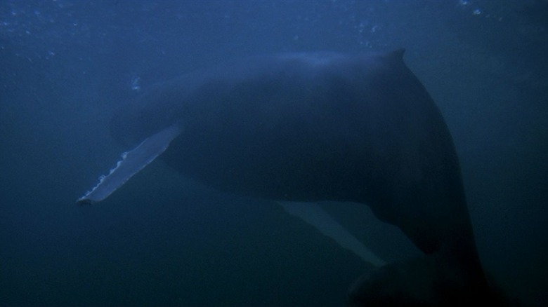 Star Trek IV: The Voyage Home - Whales