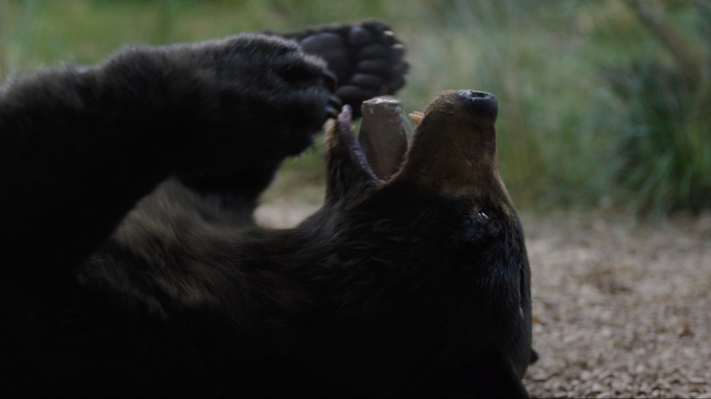 Cokey eating cocaine in Cocaine Bear