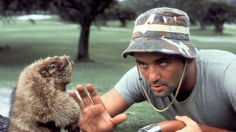 Bill Murray facing off against a gopher