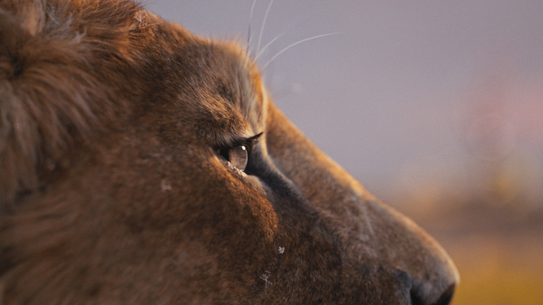 A closeup of a lion's face in Mufasa: The Lion King