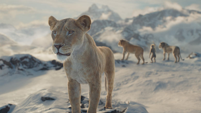 A lion in the snow in Mufasa: The Lion King