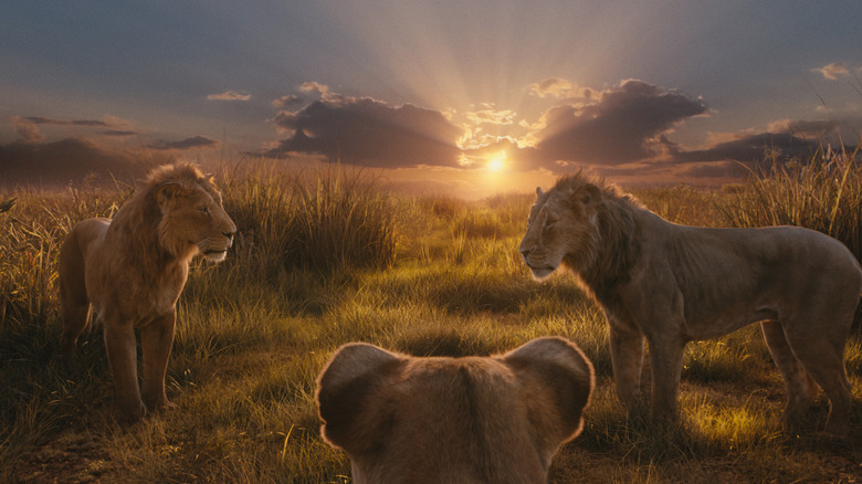 Lions standing around at sunset in Mufasa: The Lion King