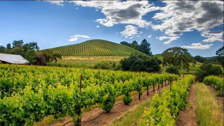 A vineyard in Sonoma Valley