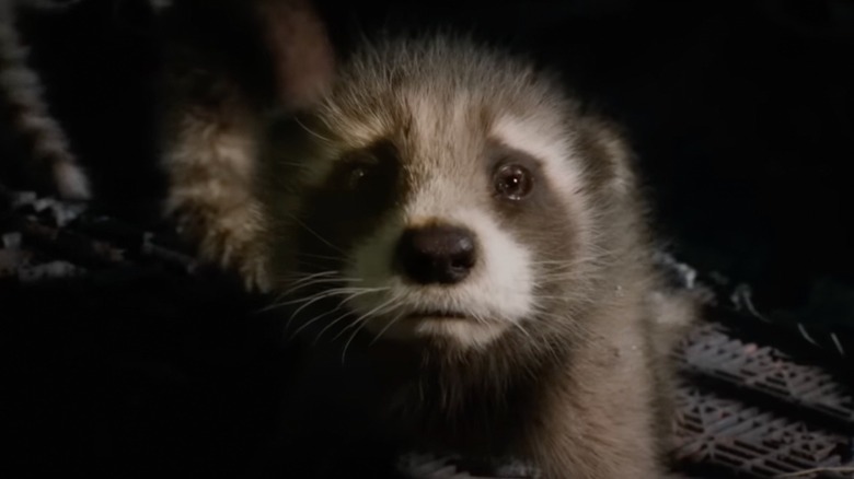 Young Rocket Raccoon in Guardians of the Galaxy Vol. 3