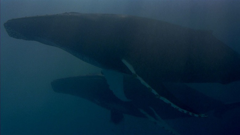 Star Trek IV: The Voyage Home Whales