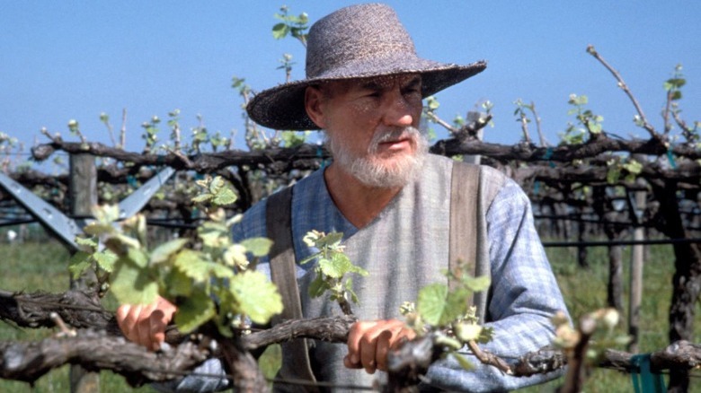 Aging Picard in vineyard