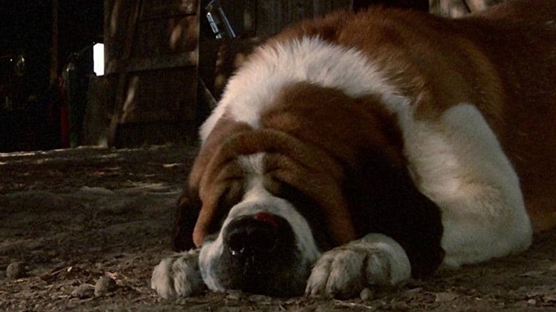 Cujo the dog laying on the ground in Cujo