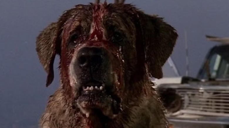 Cujo, sick and bloodied, sits outside a car in Cujo.