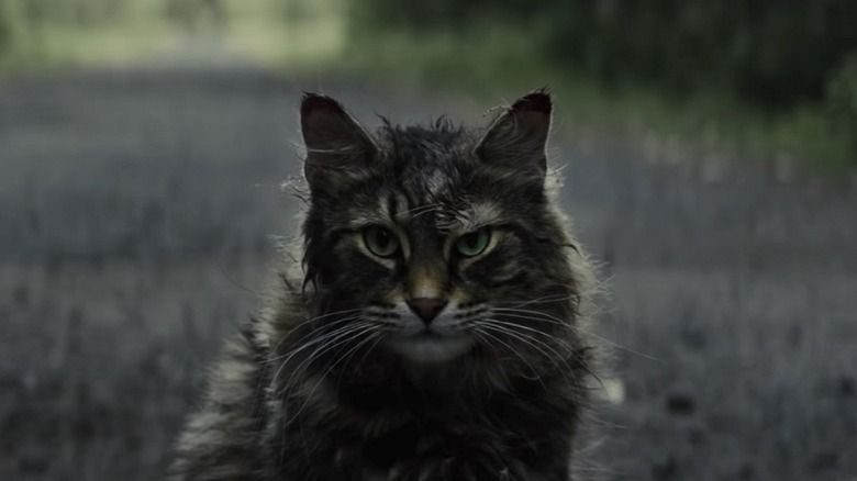 Church, played by an oily Maine Coon, gives a Kubrick stare in 2019's Pet Sematary