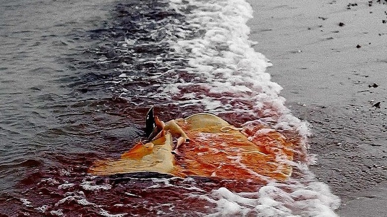 Jaws Alex Kintner death bloody water 