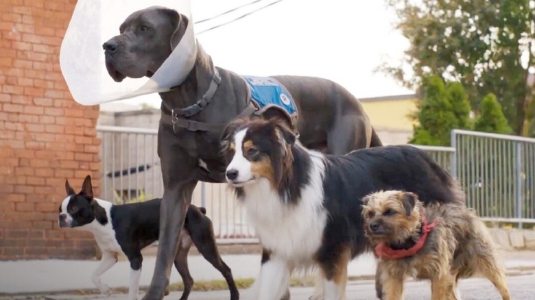 dogs marching together